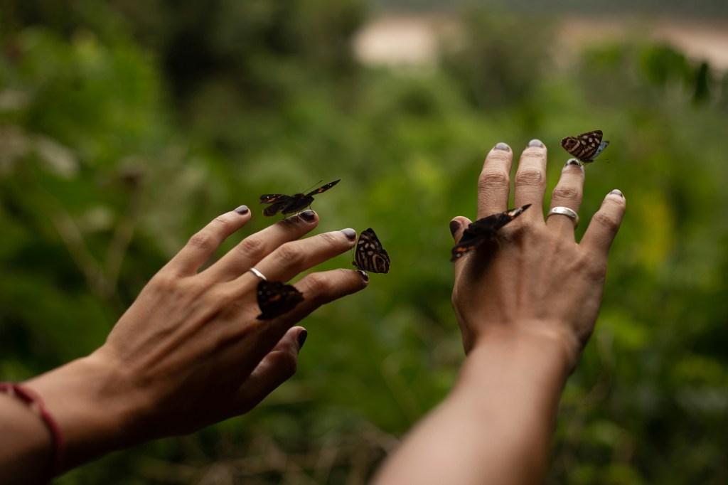 Several butterflies land and fly around the man and woman's hands in a grass field. The people have one hand lifted, palms...